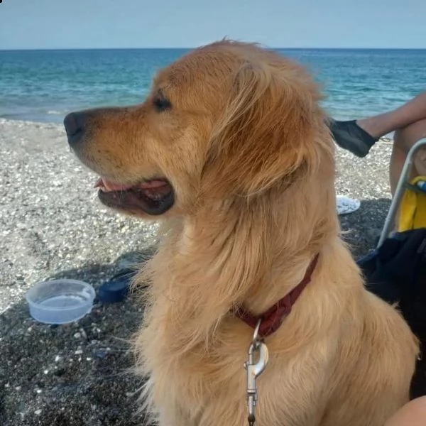 cuccioli di razza golden retriver maschi o femmine | Foto 0