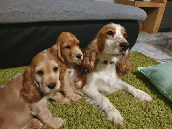 bellissimi cuccioli di cocker spaniel | Foto 4