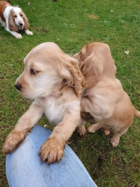 bellissimi cuccioli di cocker spaniel | Foto 3