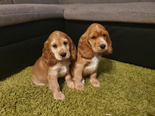 bellissimi cuccioli di cocker spaniel | Foto 2