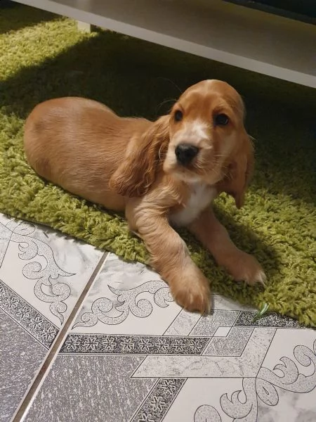 bellissimi cuccioli di cocker spaniel | Foto 1