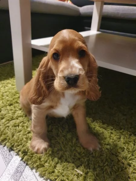 bellissimi cuccioli di cocker spaniel
