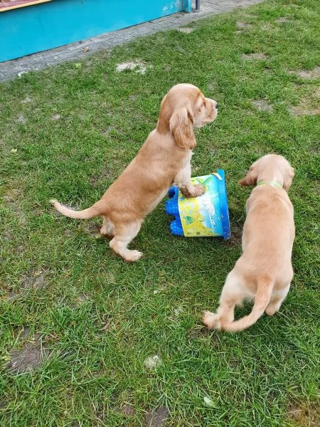 bellissimi cuccioli di cocker spaniel | Foto 0