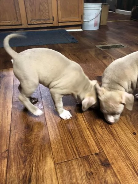 disponibili cuccioli di pitbull regalo | Foto 0