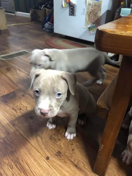 disponibili cuccioli di pitbull regalo