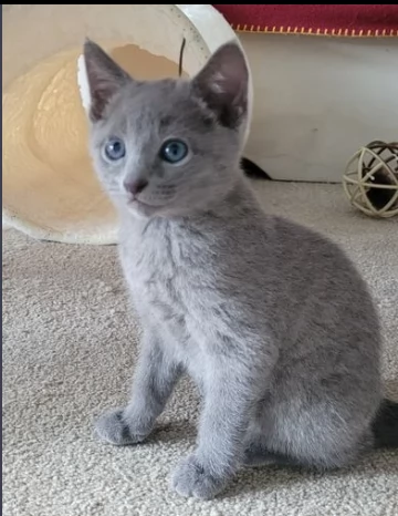 bellissimi gattini di blue di russia