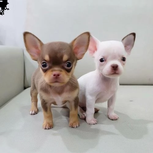 cuccioli di chihuahua a testa di mela | Foto 0