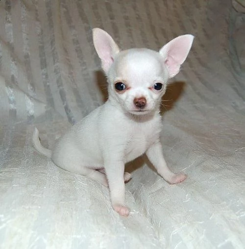 cuccioli di chihuahua a testa di mela