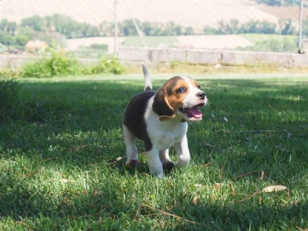 cuccioli beagle con pedigree