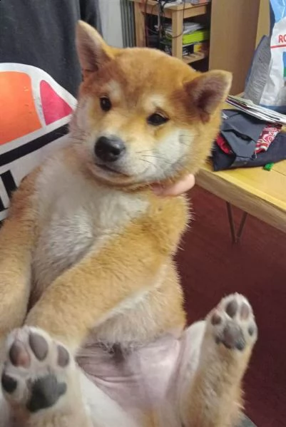 bellissima cucciolata di shiba inu