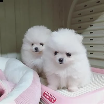 volpino di pomerania