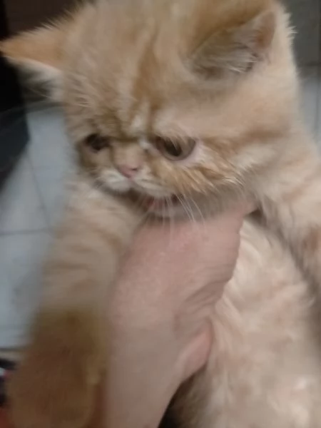 gattino persiano  | Foto 1