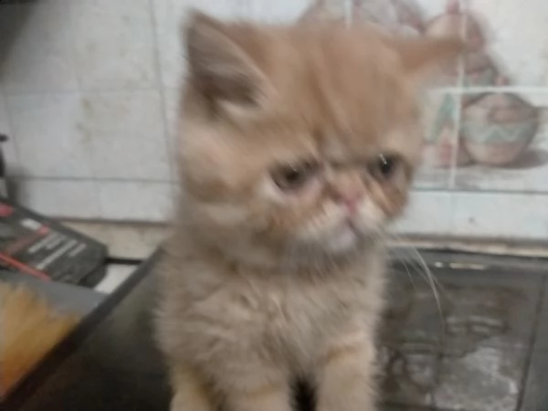 gattino persiano  | Foto 0