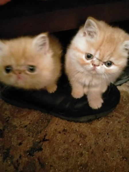 Gattini persiani | Foto 3