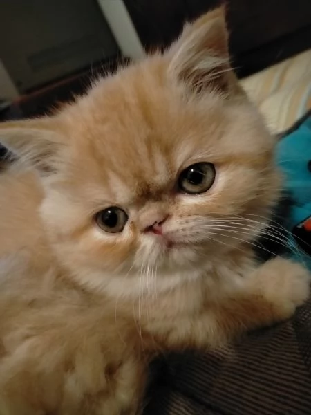 Gattini persiani