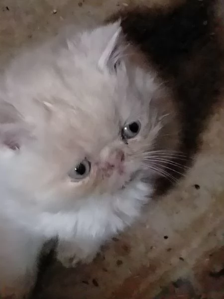 Gattini persiani | Foto 3