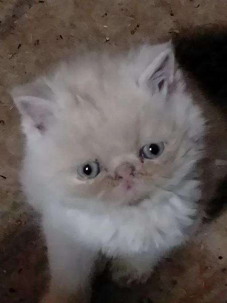 Gattini persiani