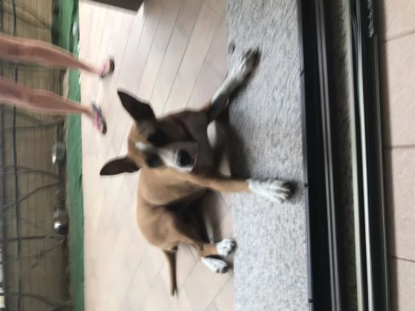 regalo amstaff | Foto 3