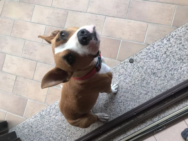 regalo amstaff | Foto 2