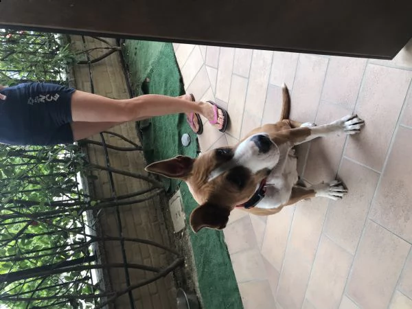 regalo amstaff | Foto 1