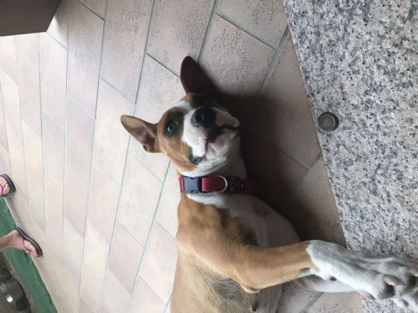 regalo amstaff | Foto 0