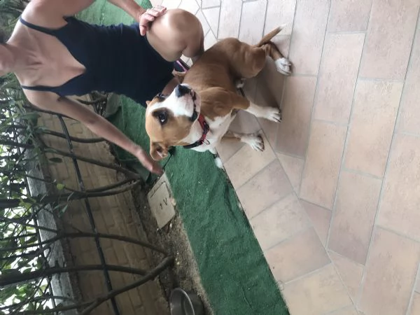 regalo amstaff