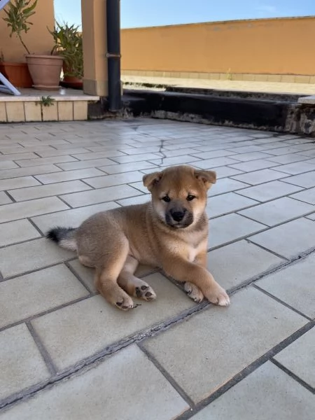 cucciolo shiba inu | Foto 4
