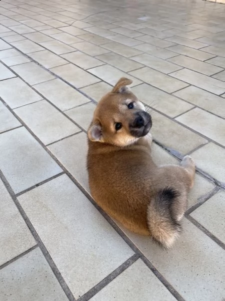 cucciolo shiba inu | Foto 3