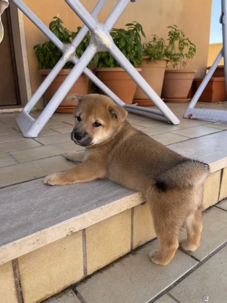 cucciolo shiba inu | Foto 2