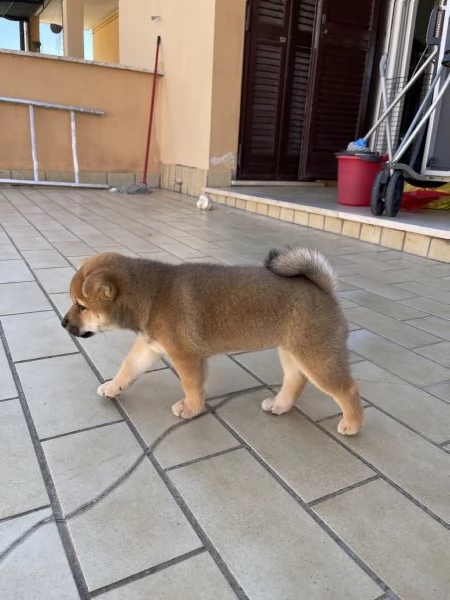 cucciolo shiba inu | Foto 1