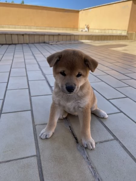cucciolo shiba inu