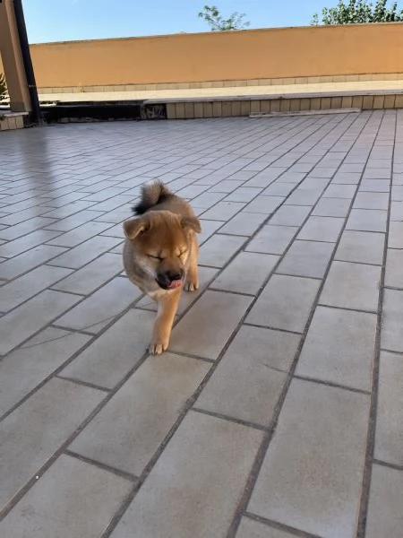 cucciolo shiba inu | Foto 0