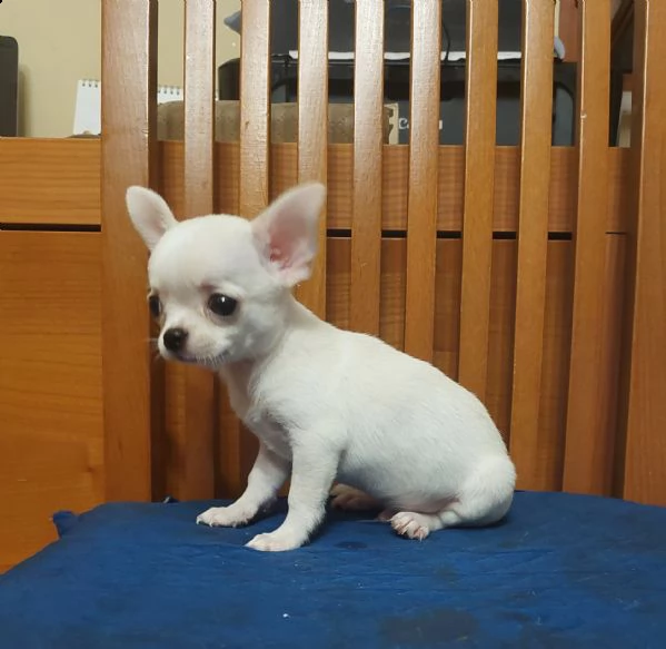 cuccioli chihuahua 