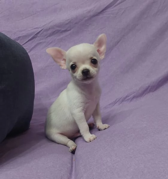cuccioli chihuahua  | Foto 0