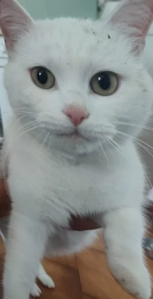 sugar micio bianco buono cerca famiglia 