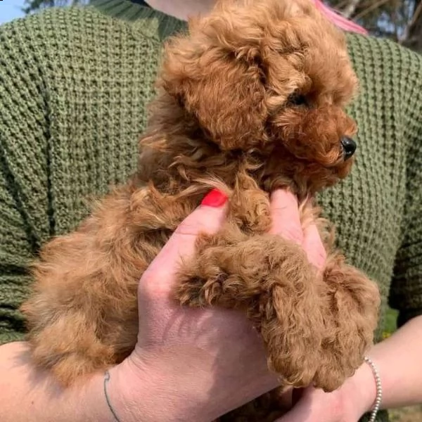 cane barboncino toy
