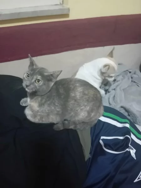 adotta TEMPESTA e BIANCO | Foto 6