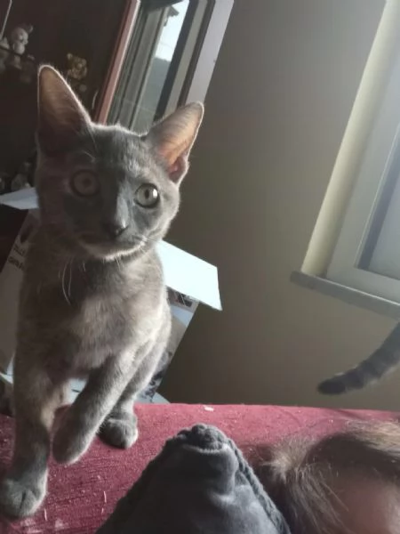 adotta TEMPESTA e BIANCO | Foto 5