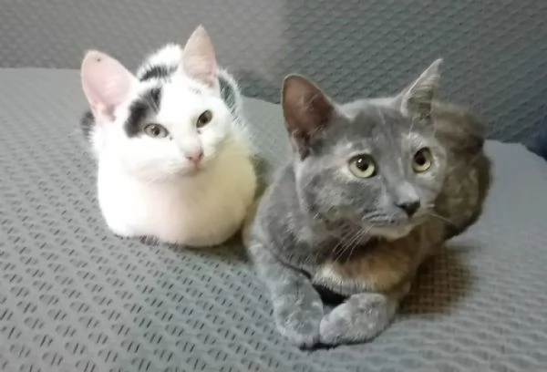 adotta TEMPESTA e BIANCO