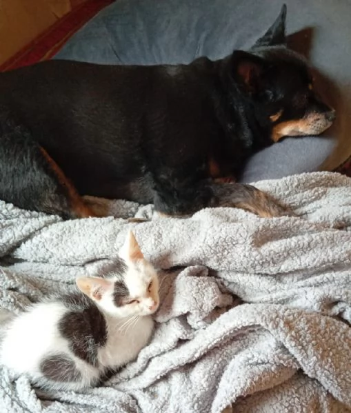 adotta TEMPESTA e BIANCO | Foto 1