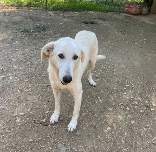 SOS DOLCE ZULEYA | Foto 5