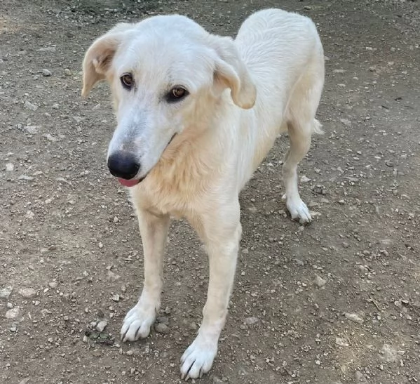 SOS DOLCE ZULEYA