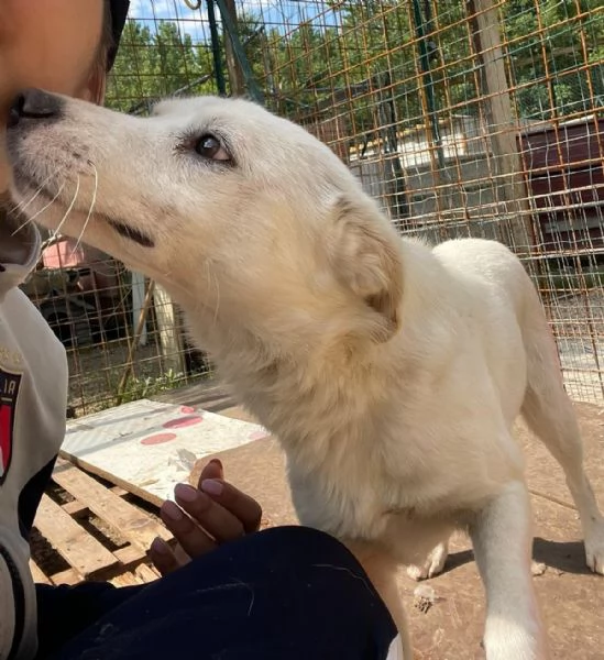 IL PICCOLO E DOLCE PLUTO