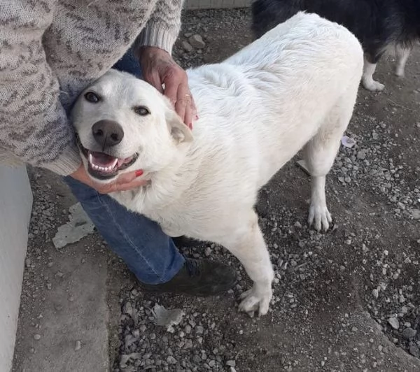 CHI ADOTTA QUESTI OCCHIONI DOLCI | Foto 3