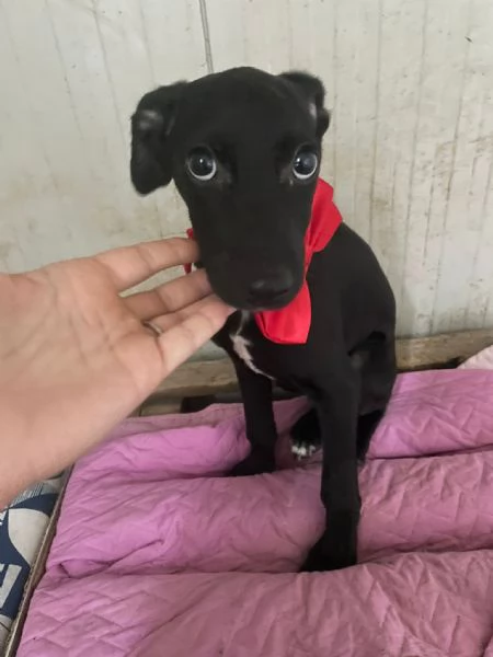 CHI ADOTTA QUESTI OCCHIONI DOLCI