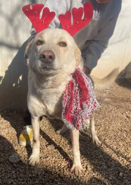 CHI ADOTTA QUESTI OCCHIONI DOLCI | Foto 3