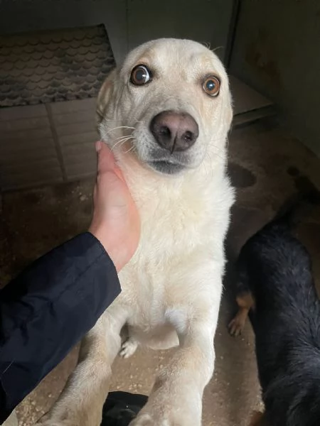 CHI ADOTTA QUESTI OCCHIONI DOLCI | Foto 1