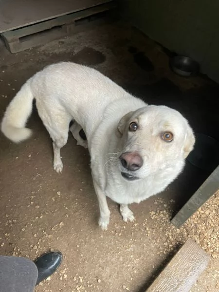 CHI ADOTTA QUESTI OCCHIONI DOLCI | Foto 0