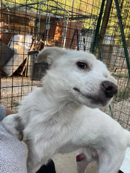 CHI ADOTTA QUESTO DOLCE PICCINO