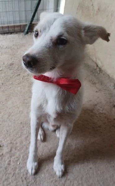CHI ADOTTA QUESTO DOLCE PICCINO | Foto 3
